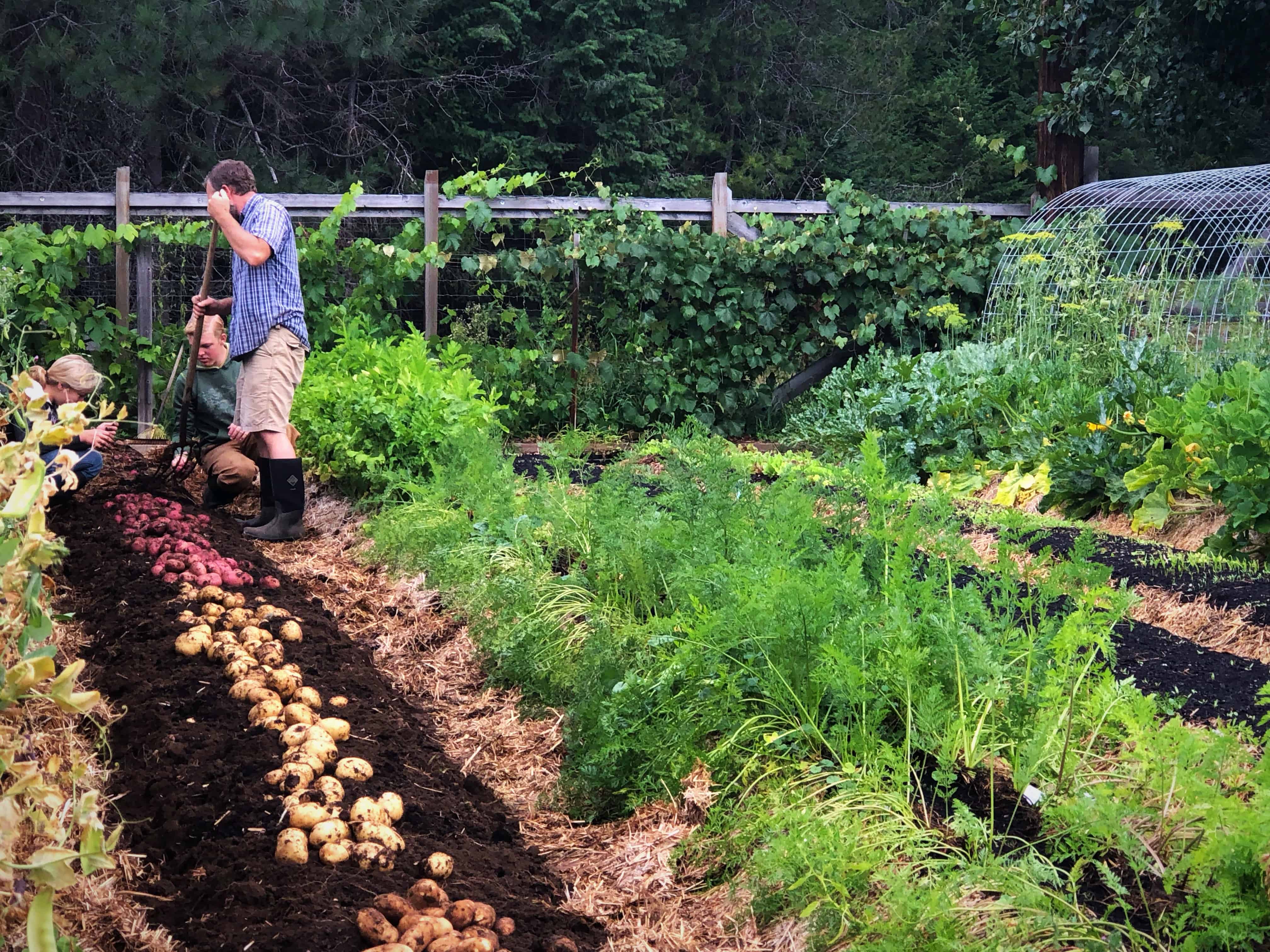 NoTill Gardening Is It Right For You? — Homesteading Family