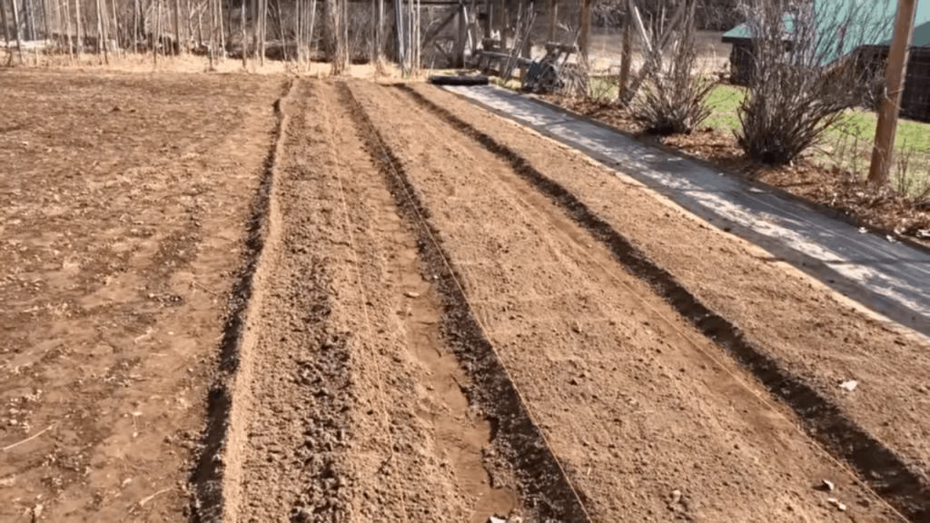 Rows of deep soil in a garden.