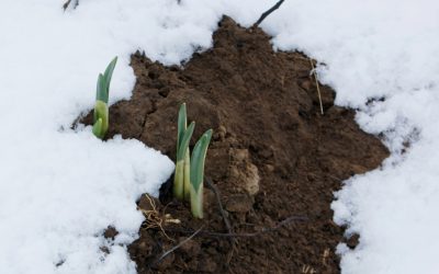 Spring Garden Planning Ideas, Tips & Tricks