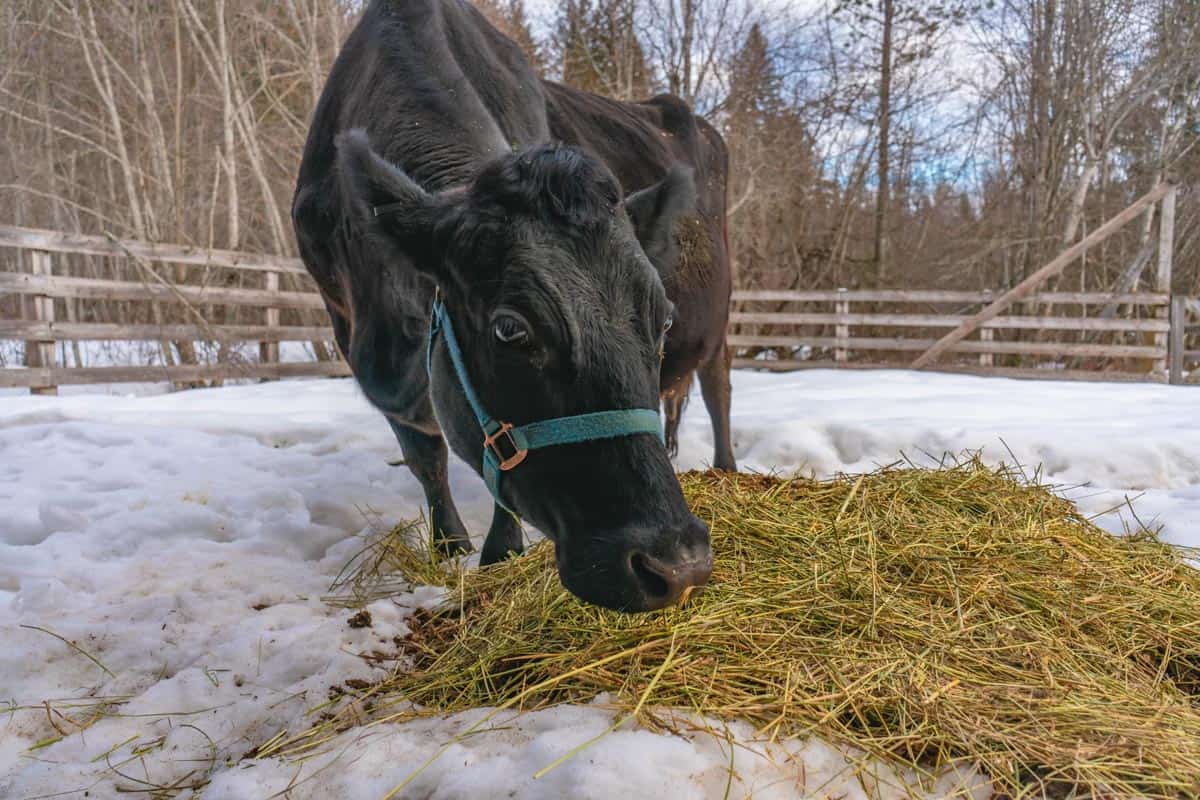Black cow eating hay, standing in the snow.