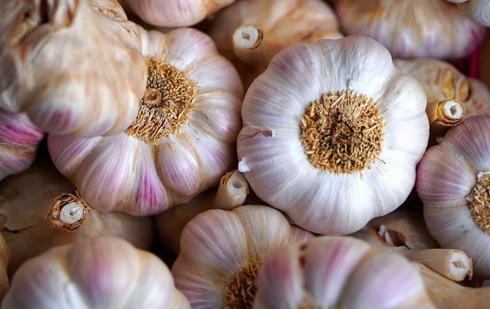 Garlic bulbs all piled together