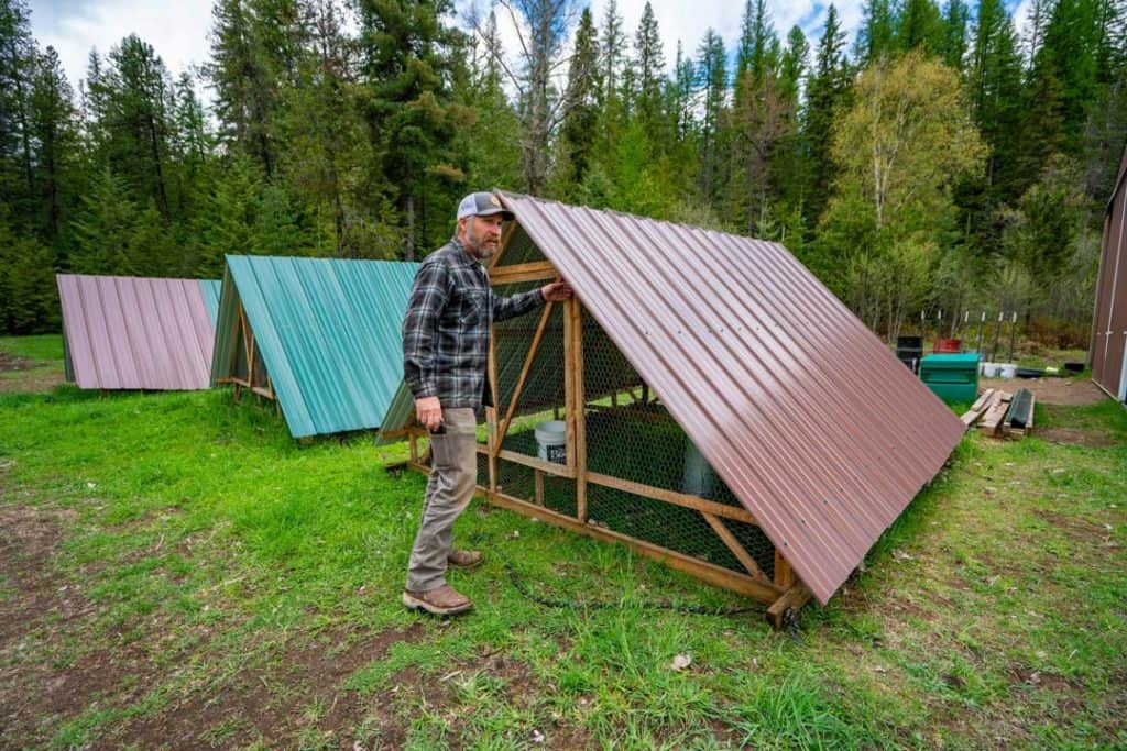 A man opening the door of a chicken tractor.