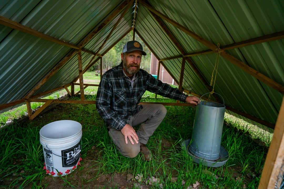 A man kneeling inside of a chicken tractor with a feed and chicken watering bucket.