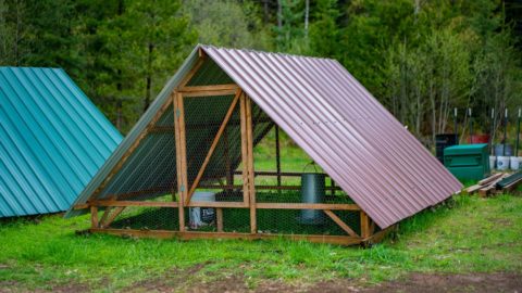 Photo of an a-frame chicken tractor.