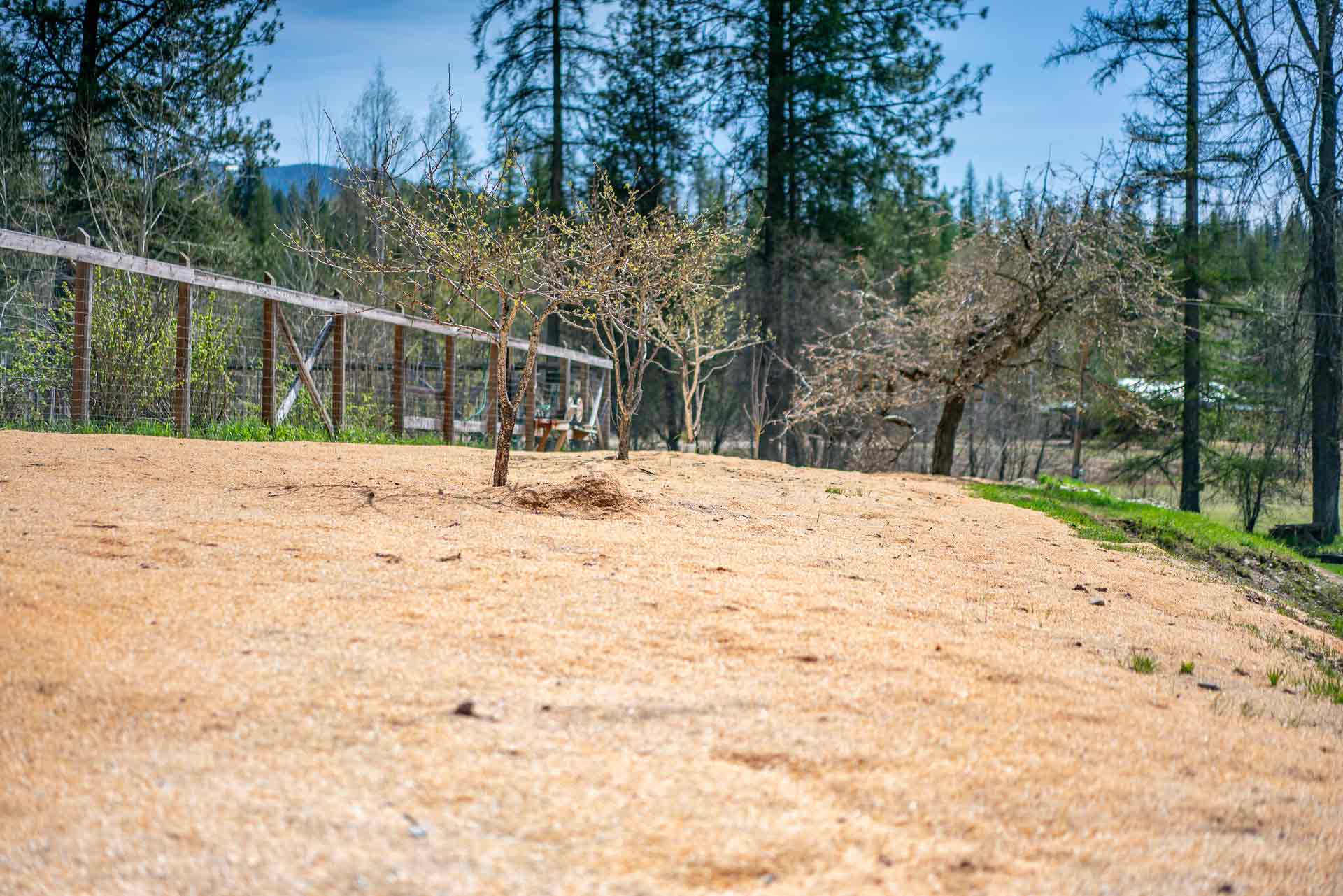 Picture of a fruit tree orchard with baby trees.