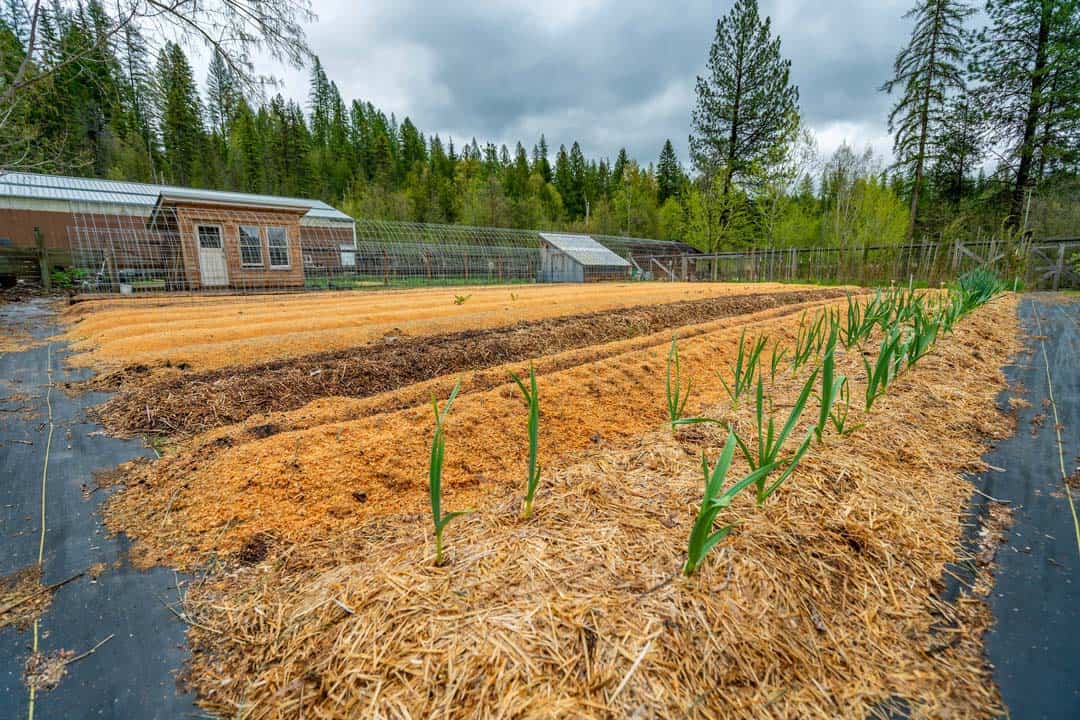 Picture of a large garden all in rows.