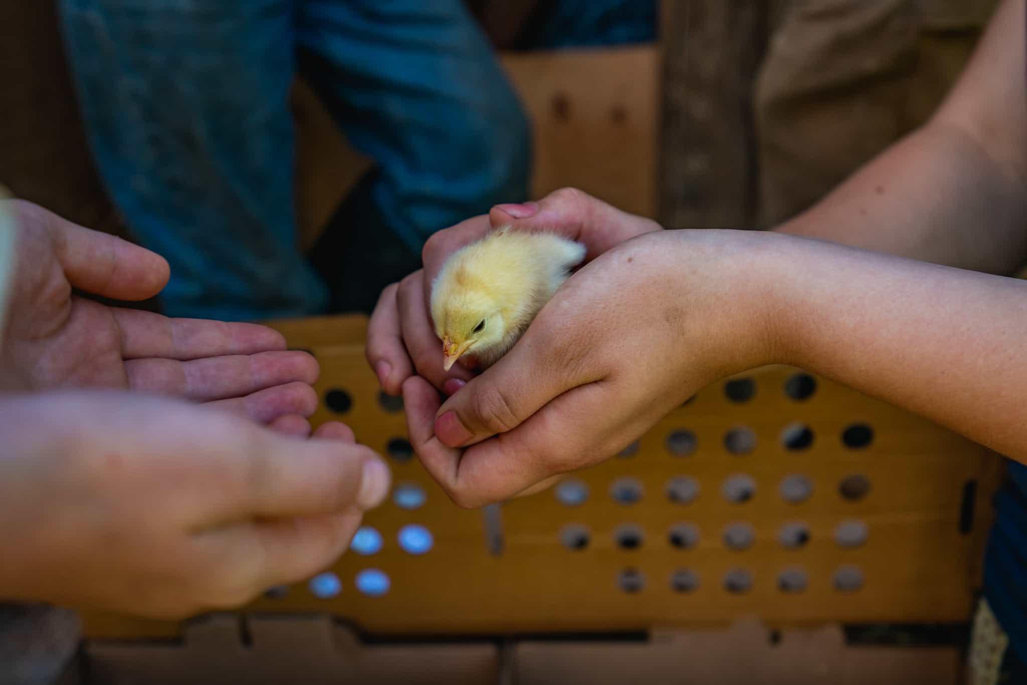 Kids hands holding a baby chick.