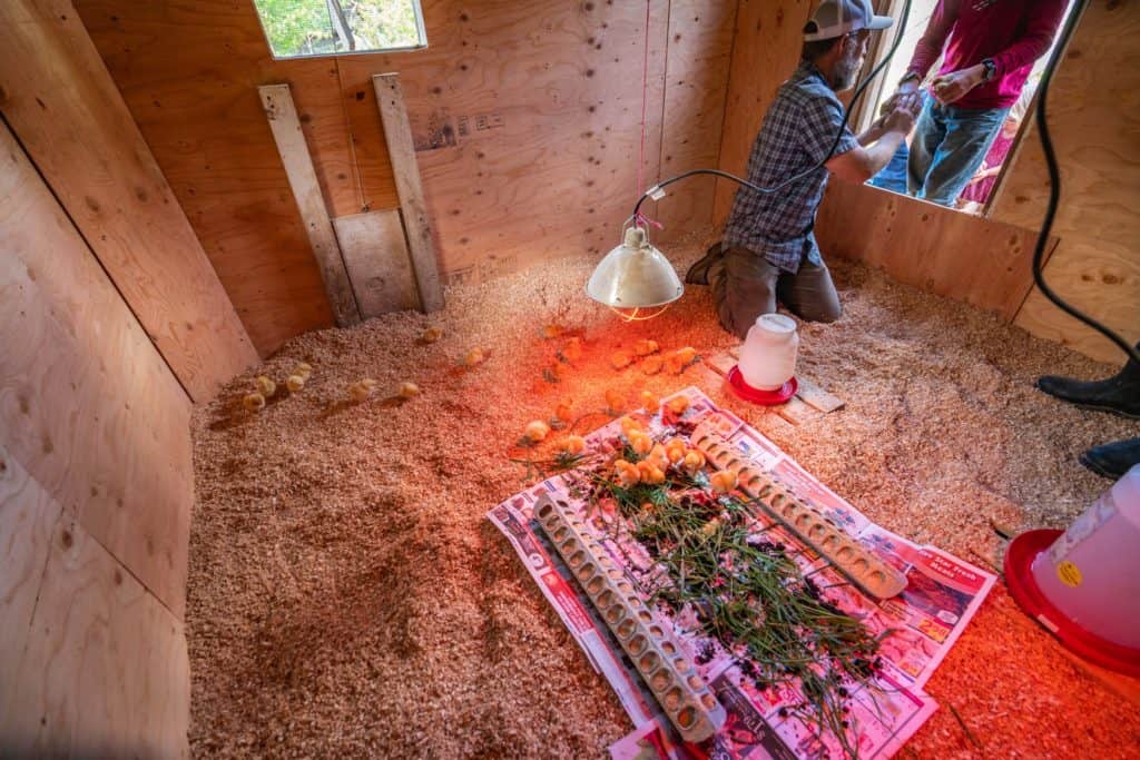 Dozens of baby chicks in a brood house around their food.