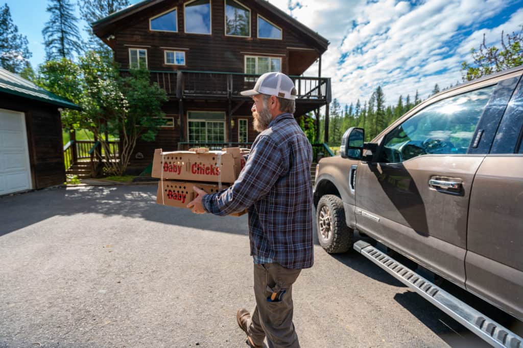 A man carrying two boxes filled with baby meat chickens.