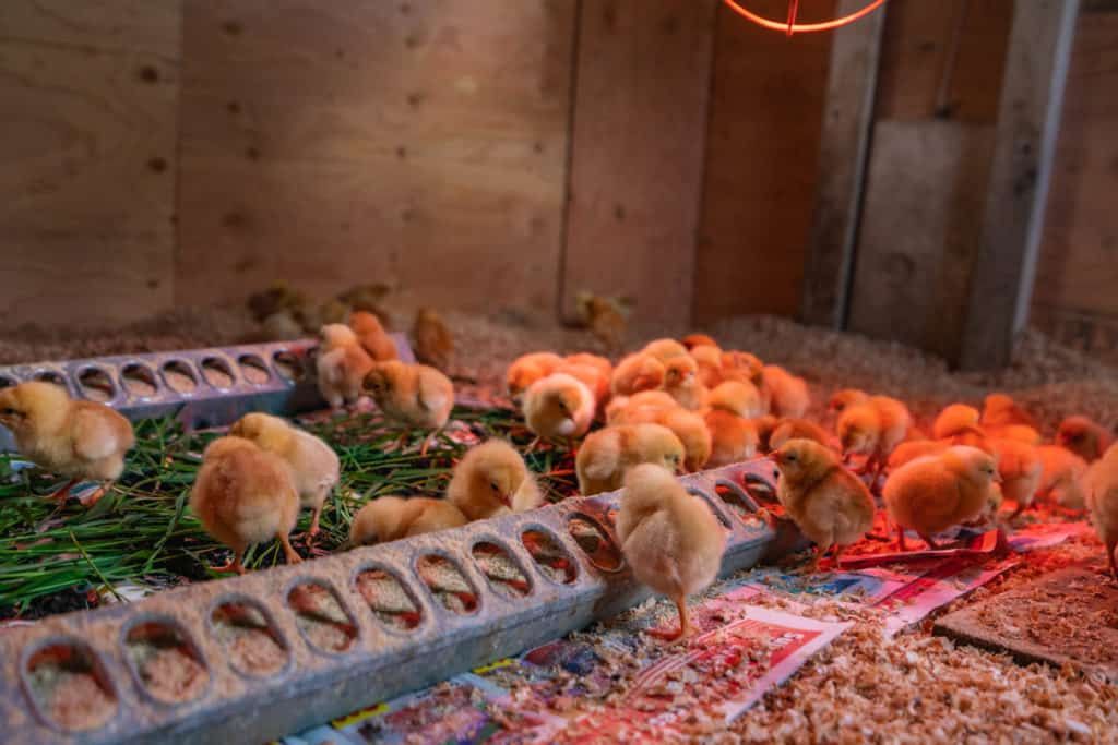 Baby chicks eating from a chick feeder.