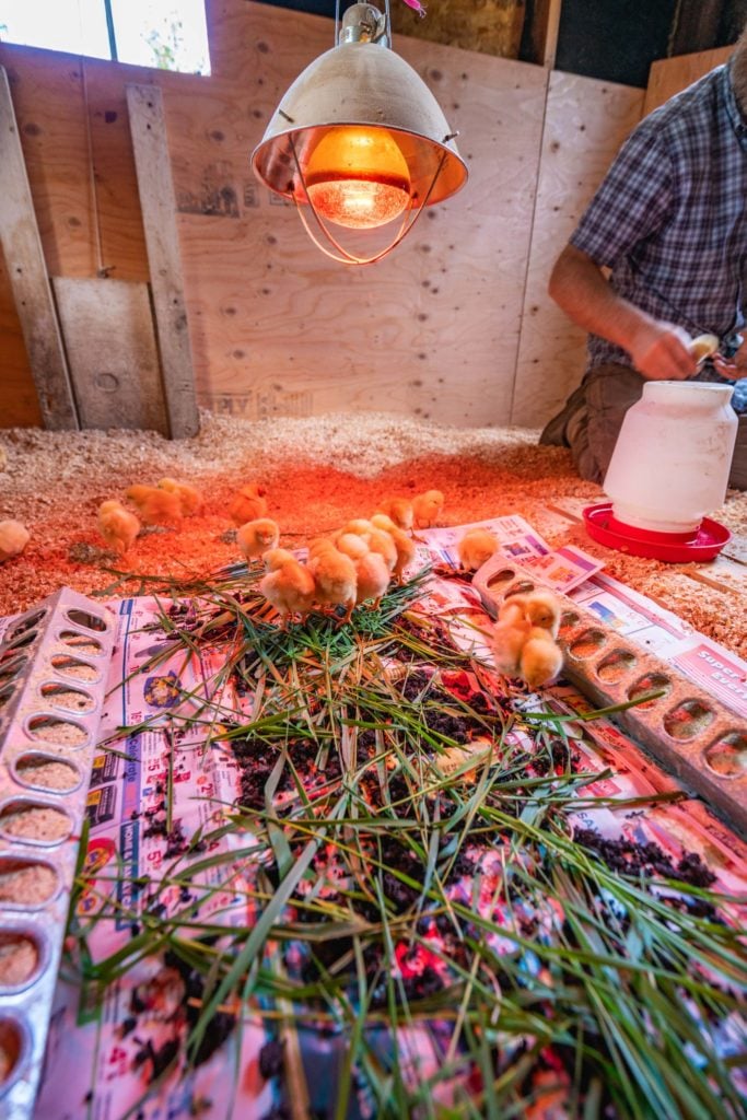 A man in a brood house handling baby chicks.