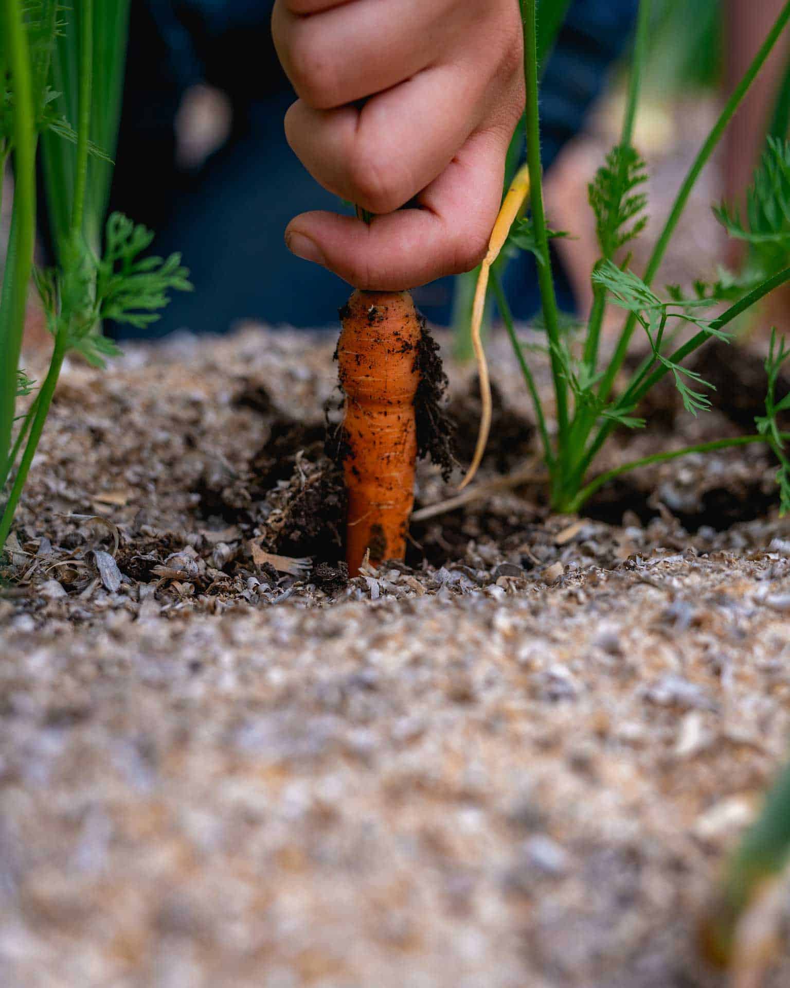A hand pulling a carrot up out of the ground.