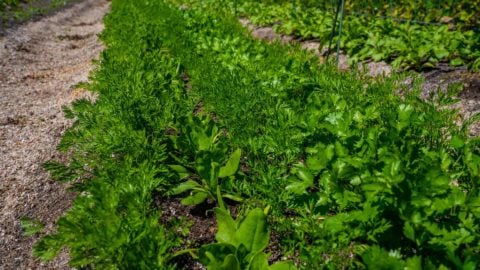 Carrots, cilantro and spinach growing together in a large row.