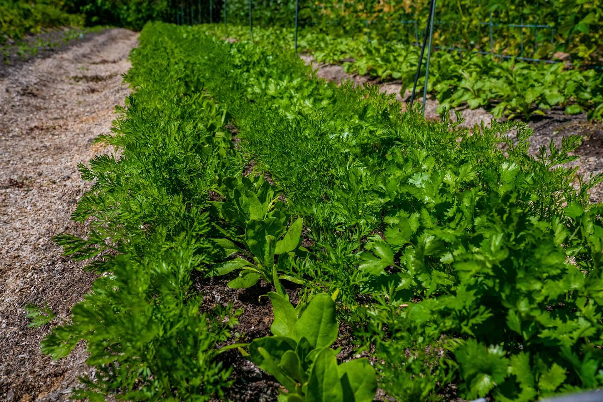 Carrots, cilantro and spinach growing together in a large row.