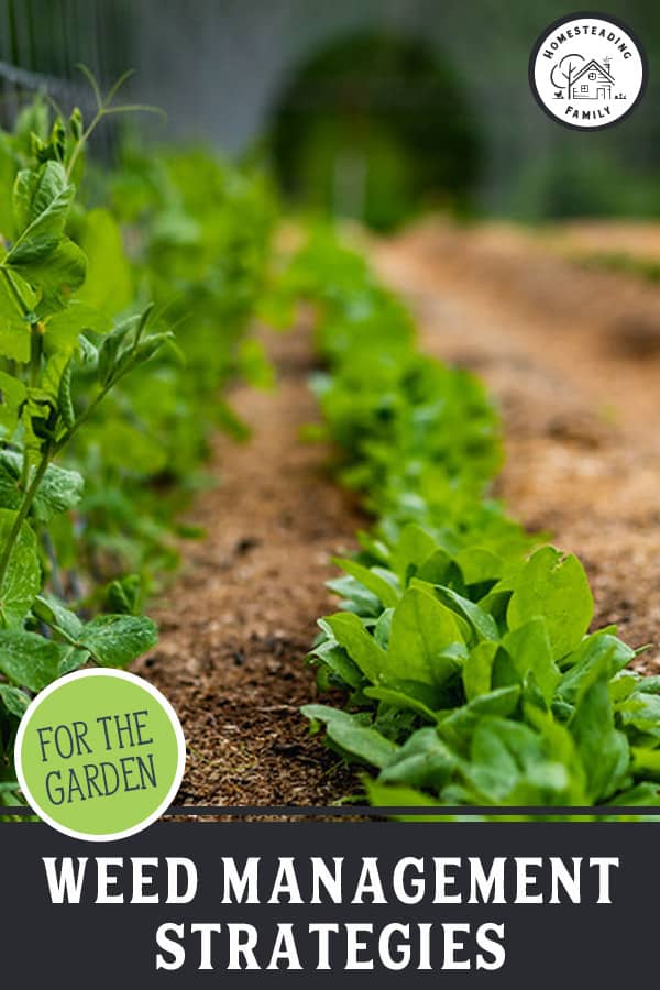 How to Keep Weeds Out of the Garden Managing Weeds