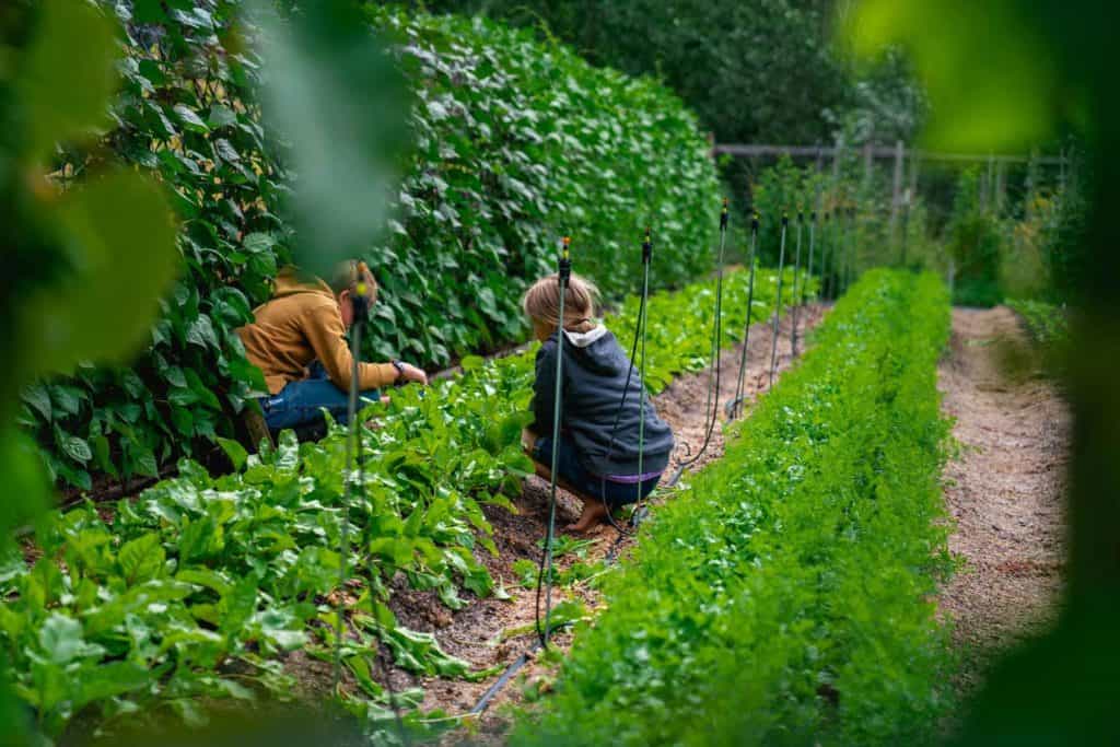 Two kids picking spinach in a large garden.