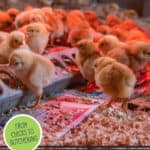 Baby chicks eating from a feeder with text overlay, "How to Raise Meat Chickens".