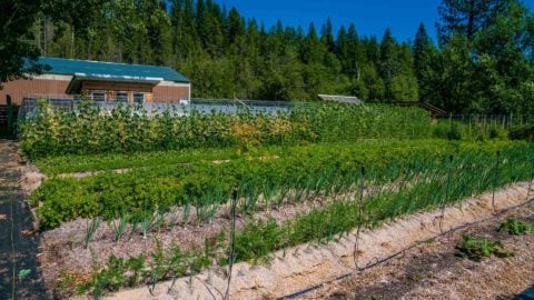 Picture of a large garden with crops growing in.