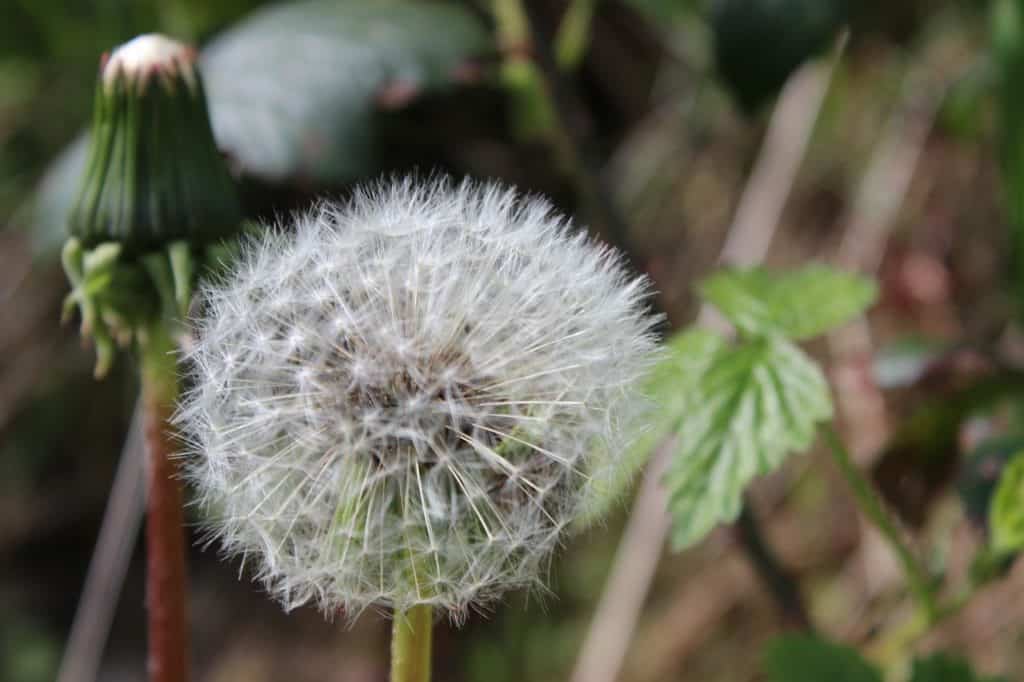 Dandelion weed gone to seed.