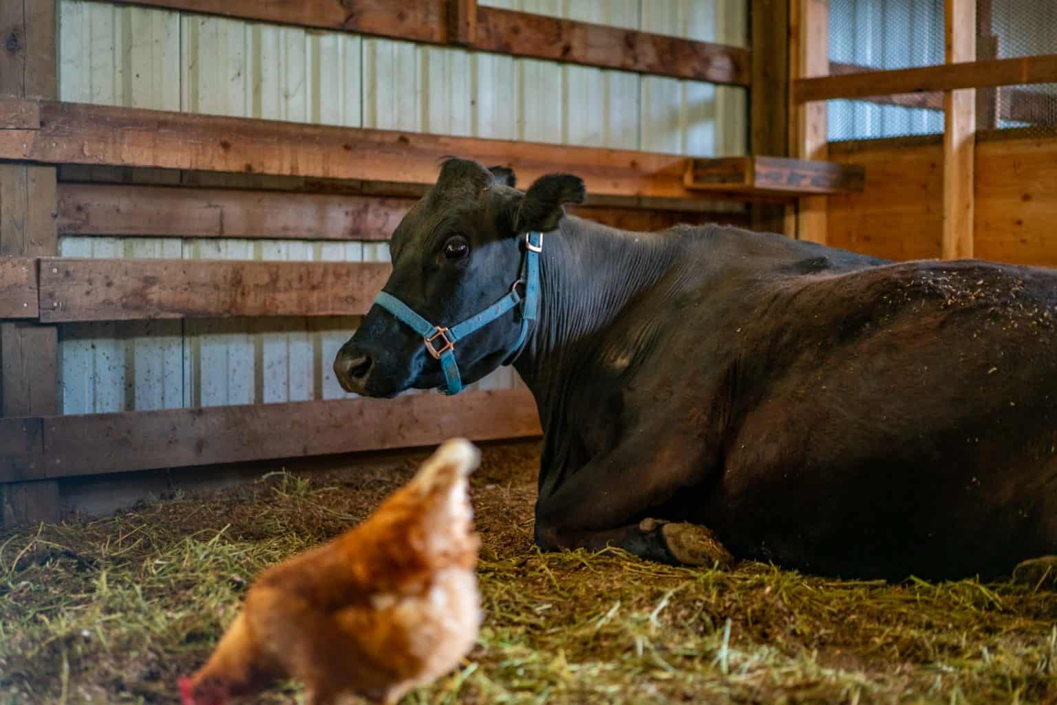 What To Do With Raw Milk + The Anatomy of Raw Milk