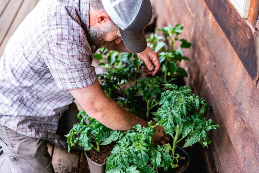 A man transplanting tomatoes into a vertical garden tower.