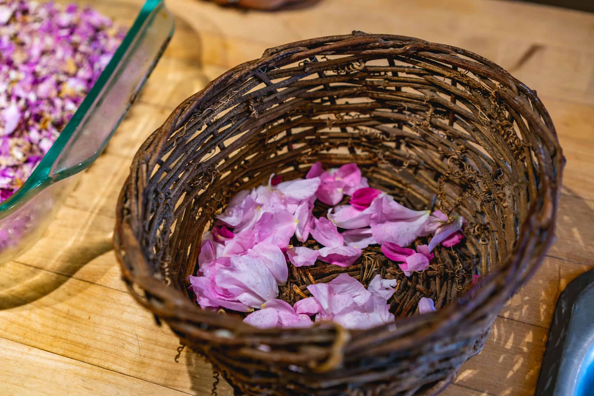 Planting Roses (+ Medicinal Uses for Roses)