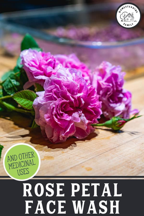 What to do with Rose Petals (Medicinal Uses + DIY Rose Face Wash)