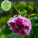 Pinterest pin with an image of a rose on a bush. Text overlay says, "How to Use Rose Petals".