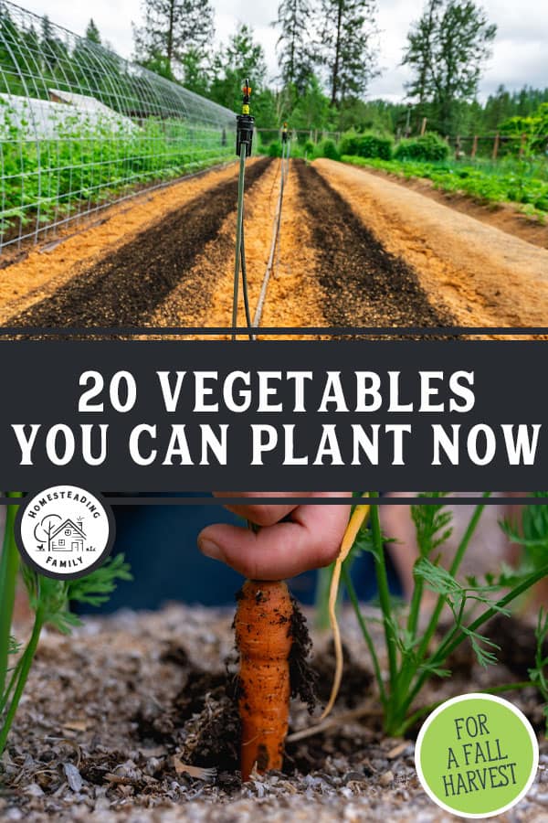 20 Vegetables You Can Plant In Late Summer for a Fall Harvest