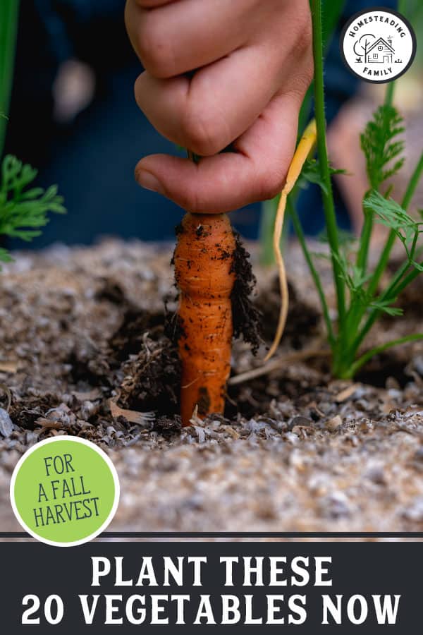 20 Vegetables You Can Plant In Late Summer for a Fall Harvest