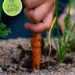 Pinterest pin with an image of a hand pulling a carrot out of the dirt. Text overlay says, "Plant These 20 Vegetables Now"