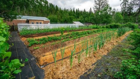 A large vegetable garden.