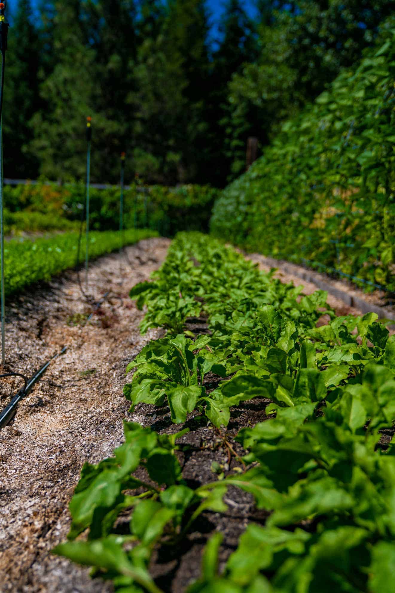 A row of potatoes growing in the garden.
