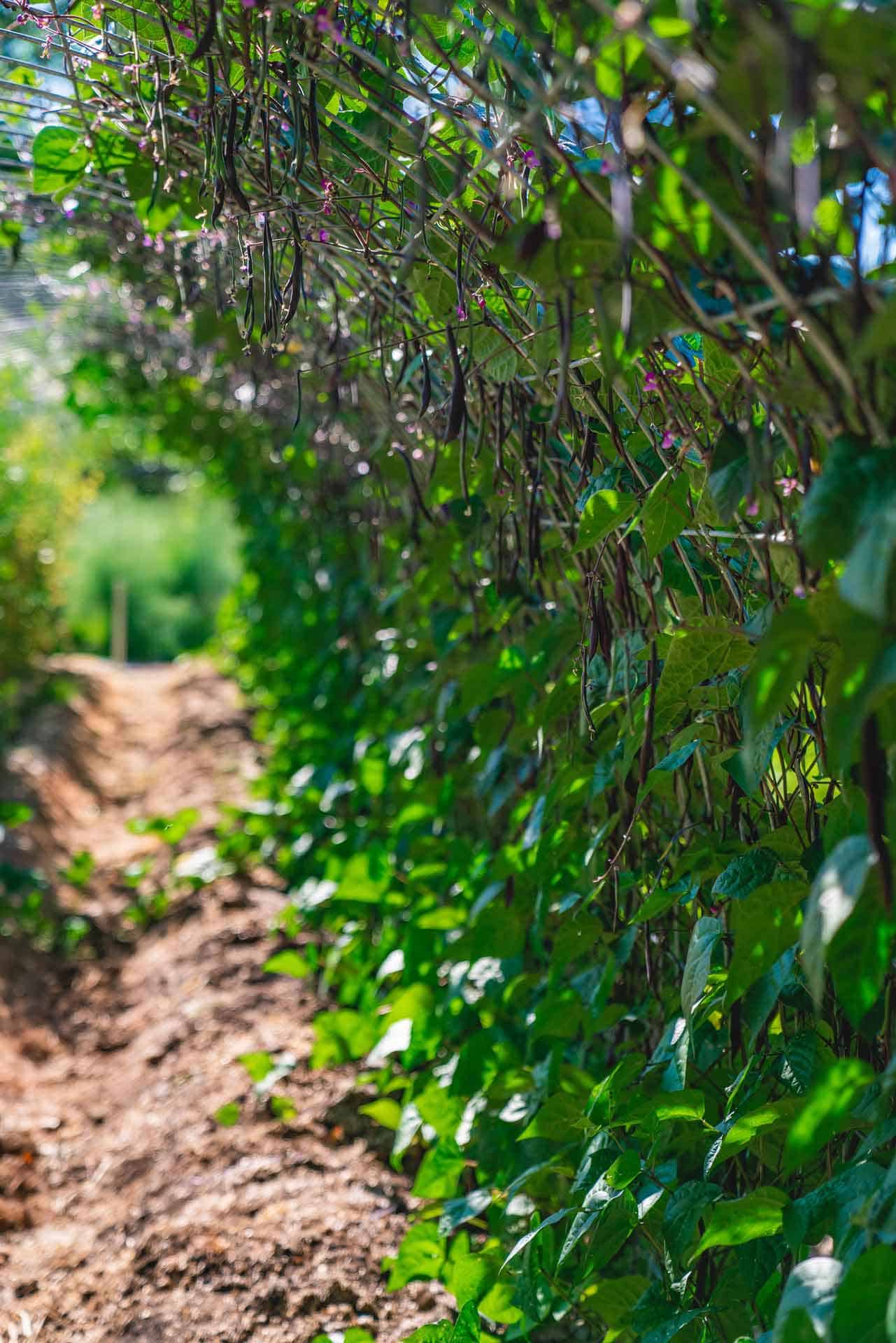 A bean tunnel with dragon's tongue beans growing up the fencing.