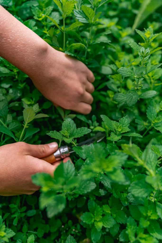 Hands cutting fresh peppermint sprigs from a plant.