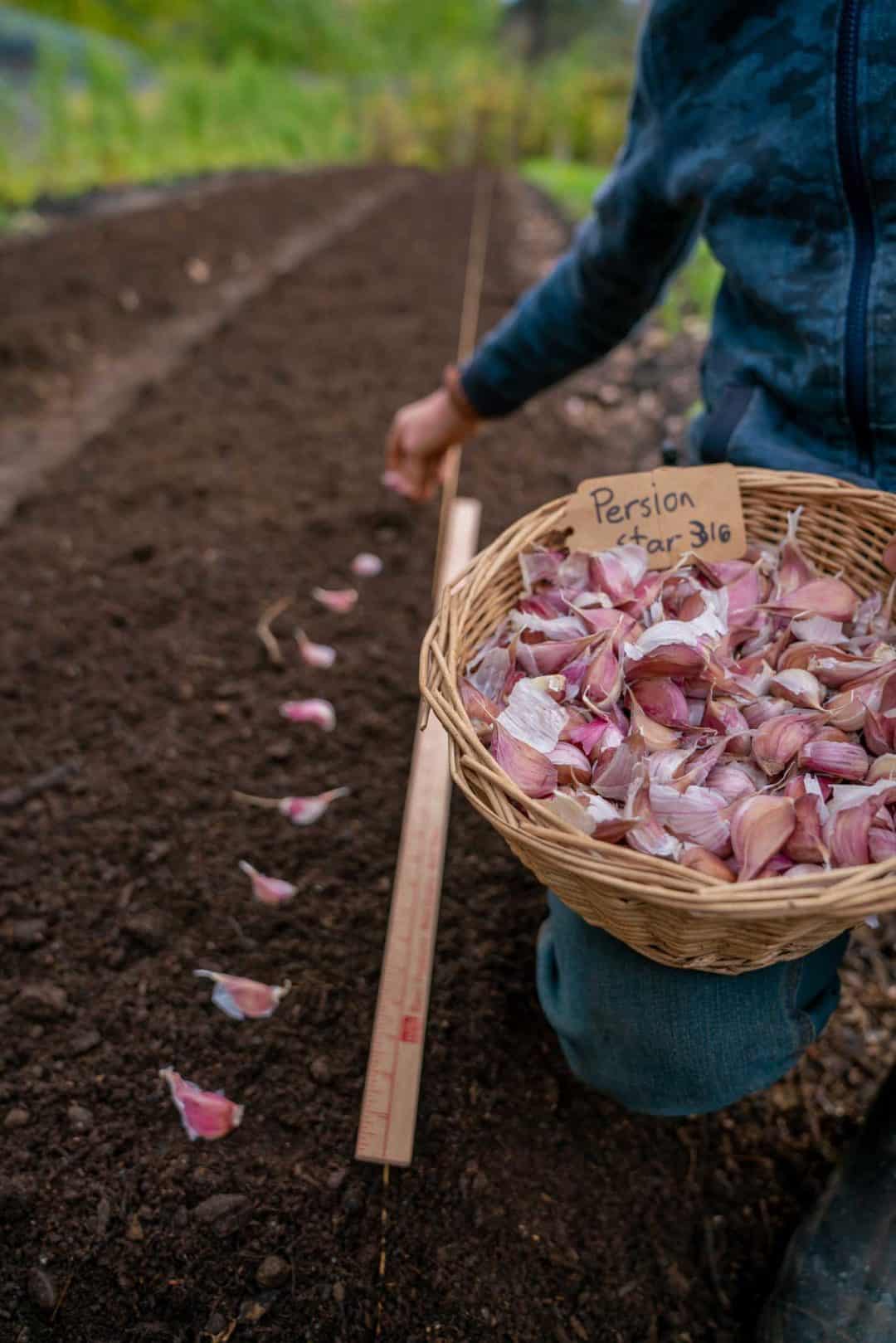 Easy FreezeDried Garlic Tutorial — Homesteading Family
