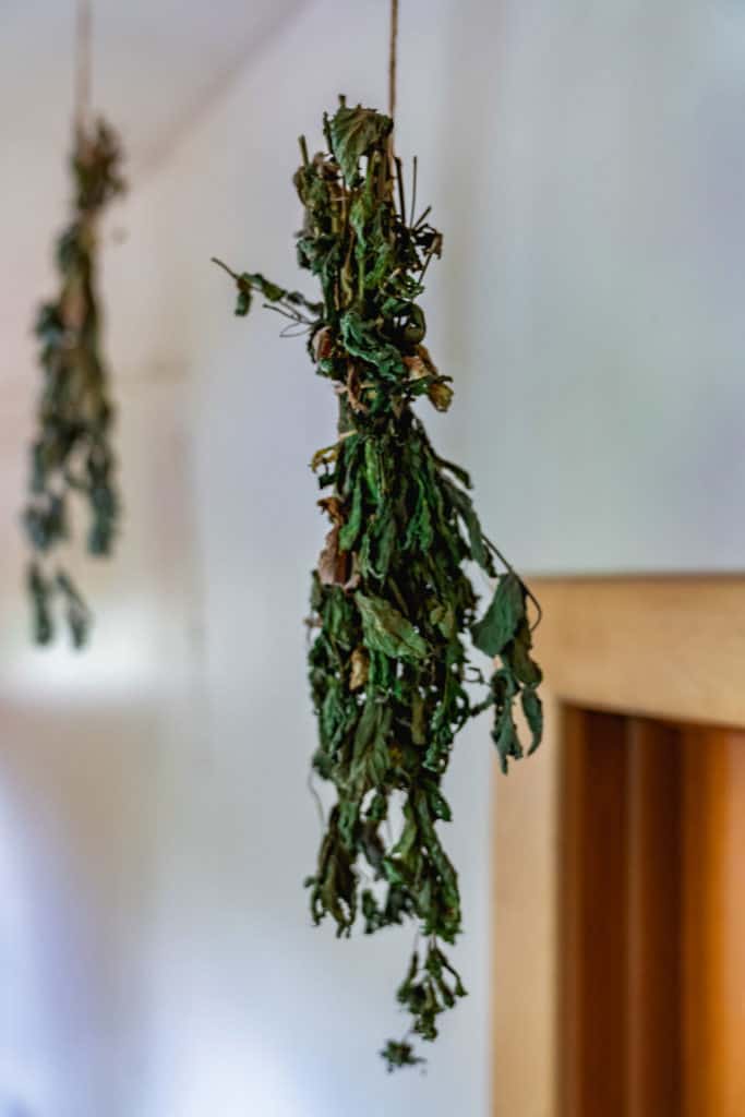 Dried herbs hanging with twine.