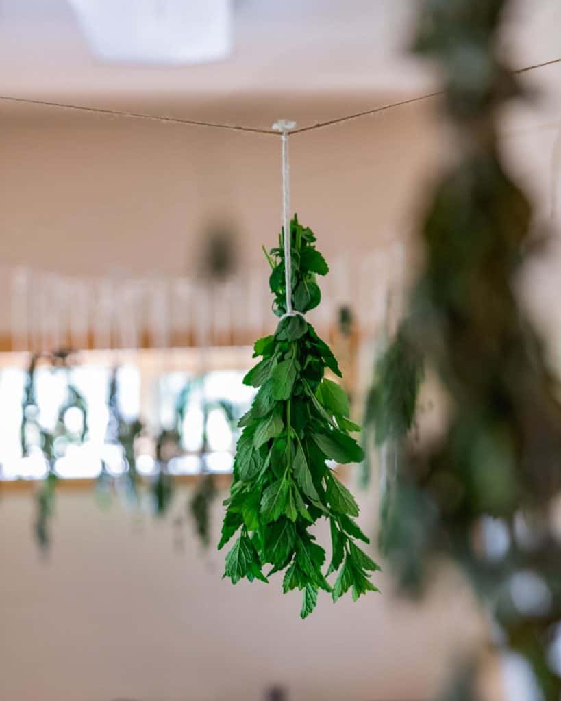 Multiple bunches of drying herbs hanging from twine.