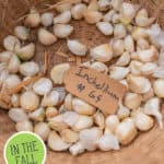 Pinterest pin with an image of a basket of garlic cloves ready to plant.