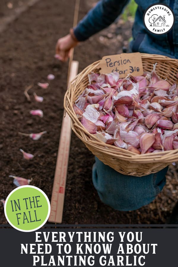 How to Plant Garlic (Fall Garlic Planting) — Homesteading Family