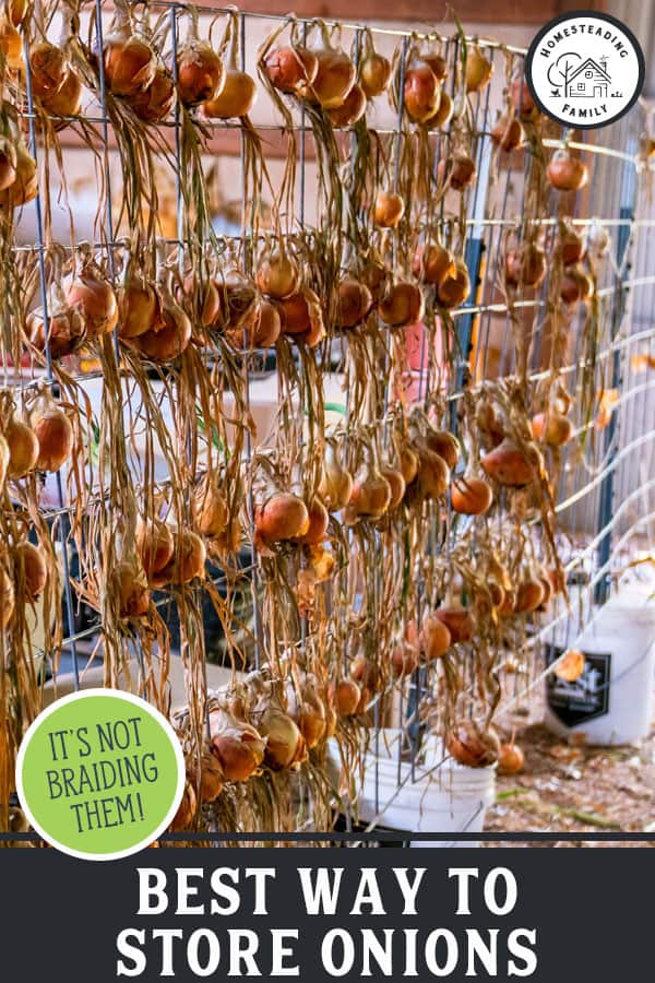 How to Store Onions the RIGHT Way — Homesteading Family
