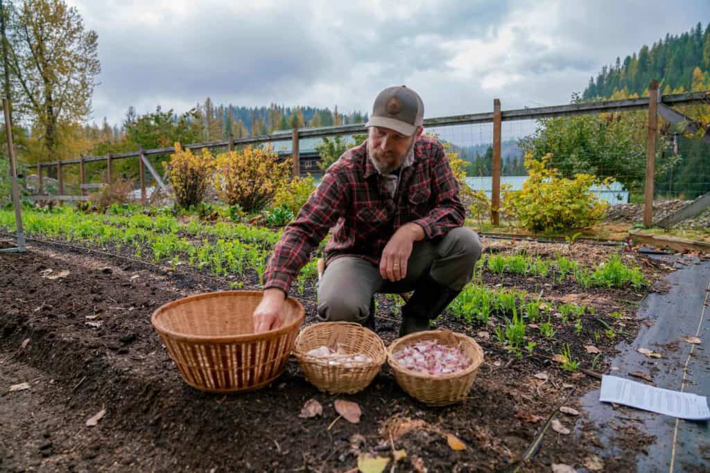 A man crouched in the garden next to baskets of garlic cloves.