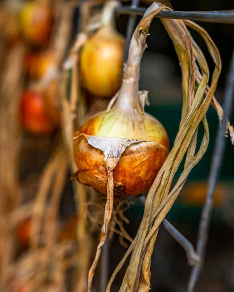 An up close shot of an onion curing on a wire fence.