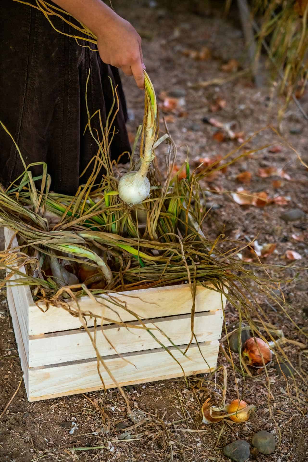 An onion being pulled out of a bushel of onions.