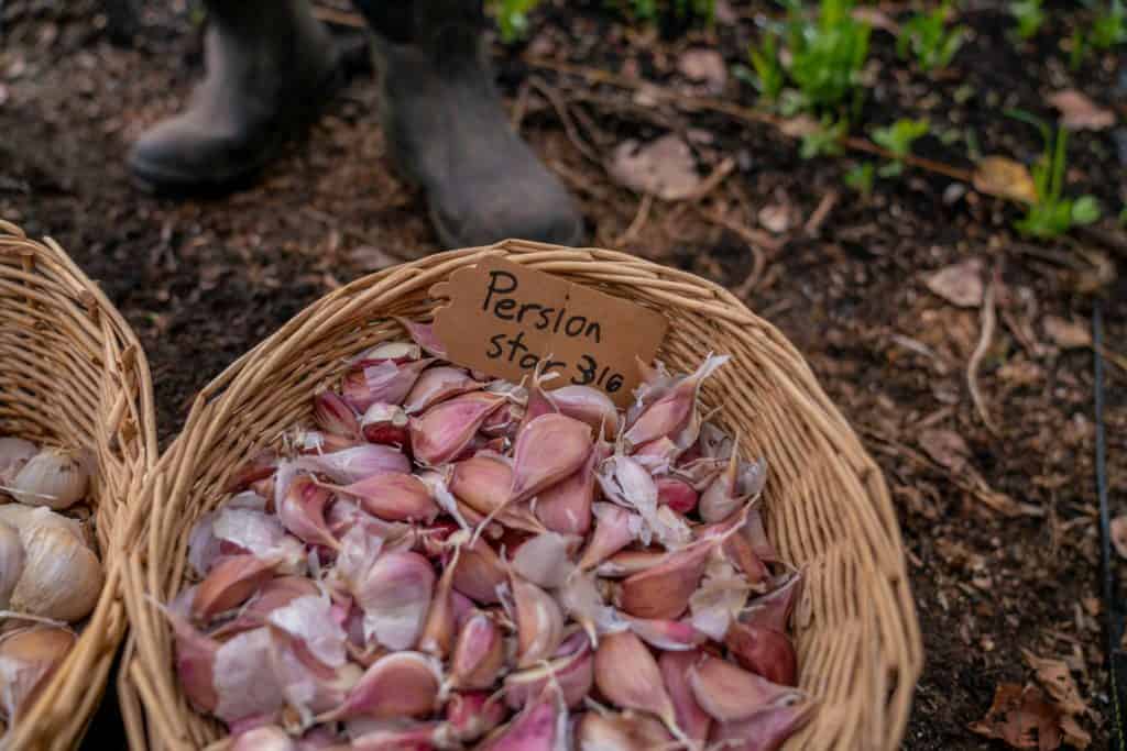 A basket full of Persian garlic cloves.