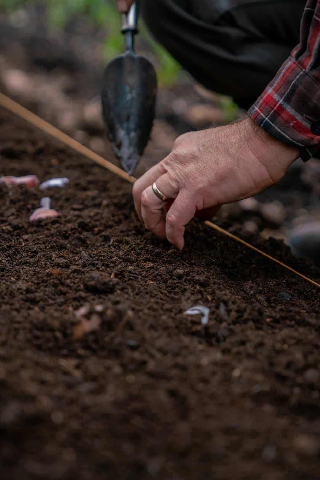 How to Plant Garlic (Fall Garlic Planting) — Homesteading Family