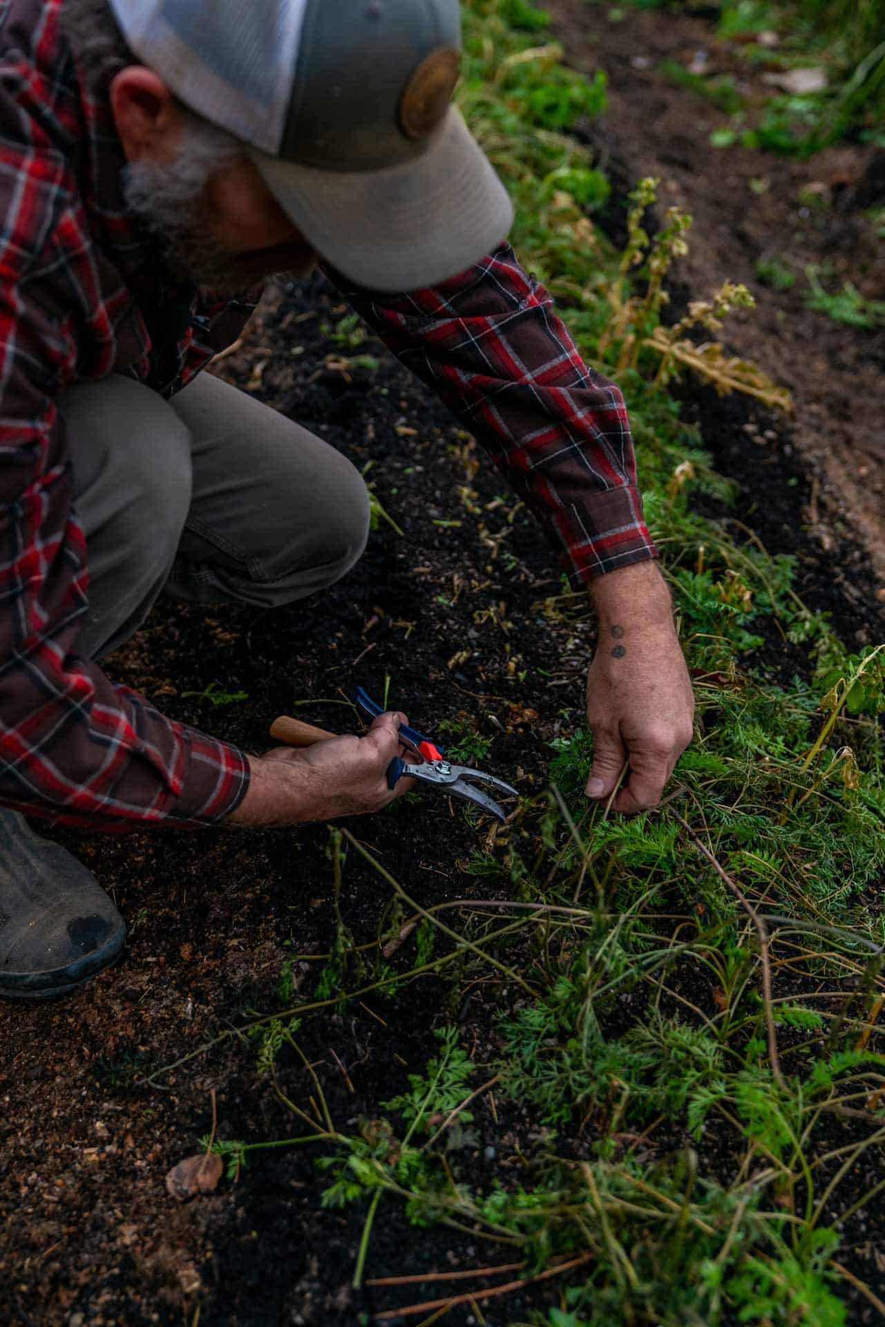 Preparing the Garden for Winter in the Fall