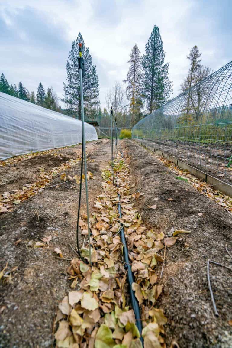 Preparing the Garden for Winter in the Fall