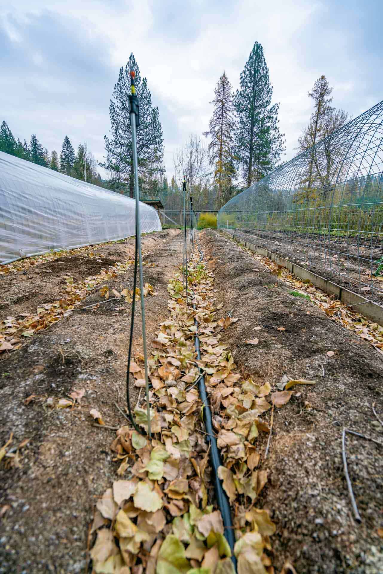A sprinkler system in a garden covered with fall leaves.