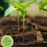 Pinterest pin with images of seedlings for a post on when to start seeds indoors.